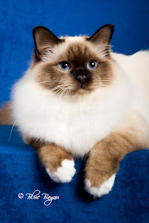 Birman