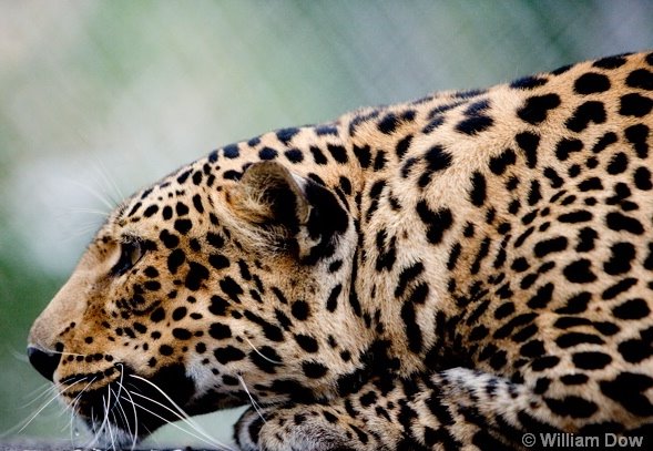 [Leopard.jpg]