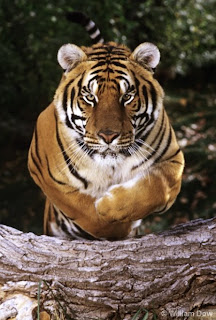 Bengal Tiger