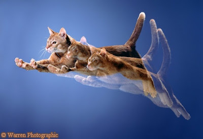 Abyssinian