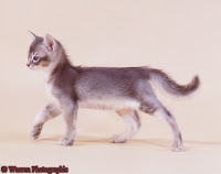 Abyssinian
