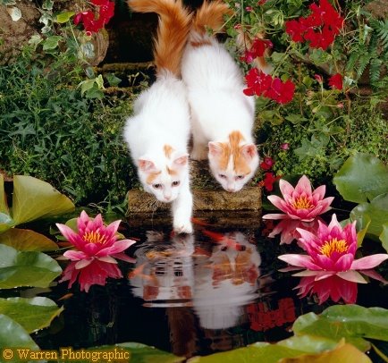 [Turkish+Van.jpg]