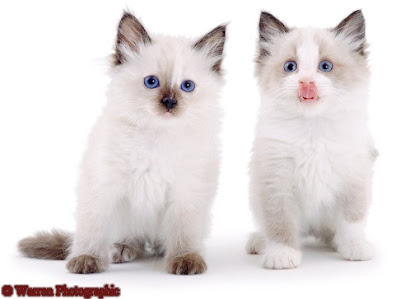 Ragdolls