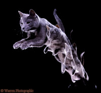 Russian Blue