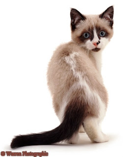 Snowshoe