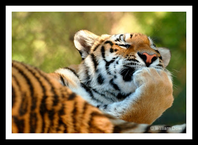 Bengal Tigress