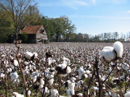 LA PEQUEÑA GRANJA Y LA VACA. Cotton_field%5B1%5D