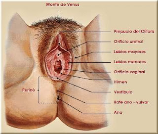 QUIZ VIRTUAL.. APARATO REPRODUCTOR MASCULINO Y FEMENINO... KEYLA NAVARRO 102102034 MEDICINA IIIB Untitled