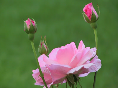 Very nice shoot of nature