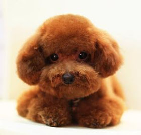 red teddy poodles
