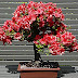 Bonsai - é muito mais que uma pequena árvore