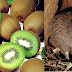 Kiwi é ave que deu nome à fruta