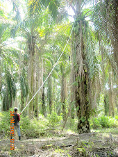 Harvesting - Oil Palmfruit