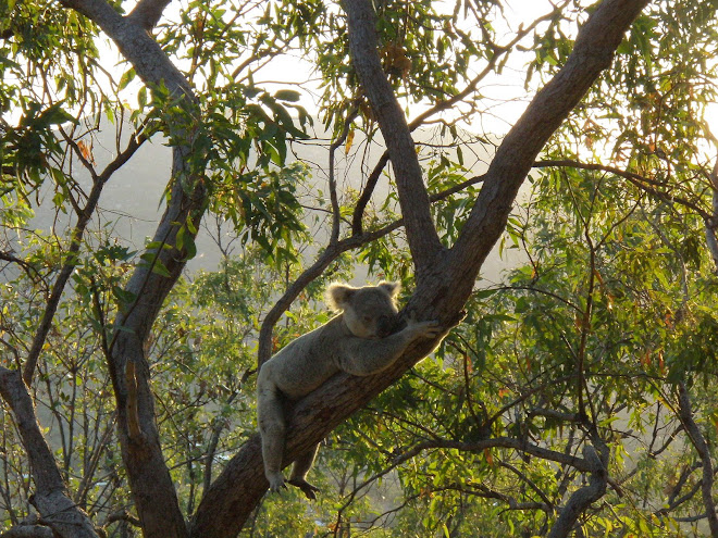 Sleeping Koala