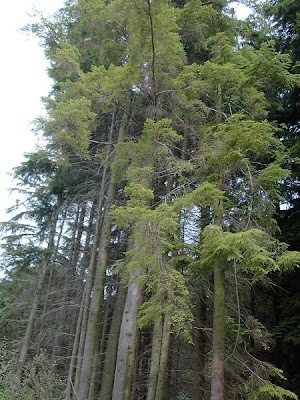 Western Cordillera Bc