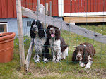 Bettan, Sally & Saga