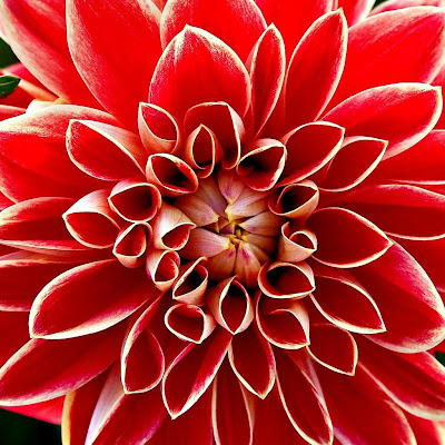 Flowers Red Dahlia download free wallpapers for Apple iPad