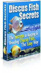 Discus aquarium Secret