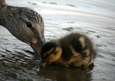 Lost Duckling