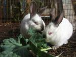 [rabbits.jpg]