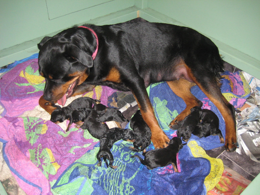 American in Auckland: Rottweiler puppies born 27 September 2010