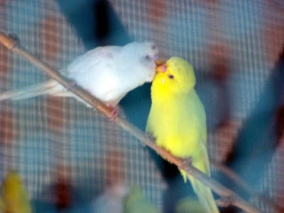 wallpapers of love birds. to masked lovebirds,