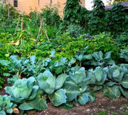 [veggie+plot.jpg]