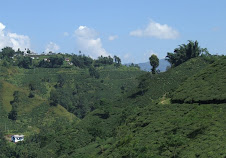 Beautiful Tea Garden