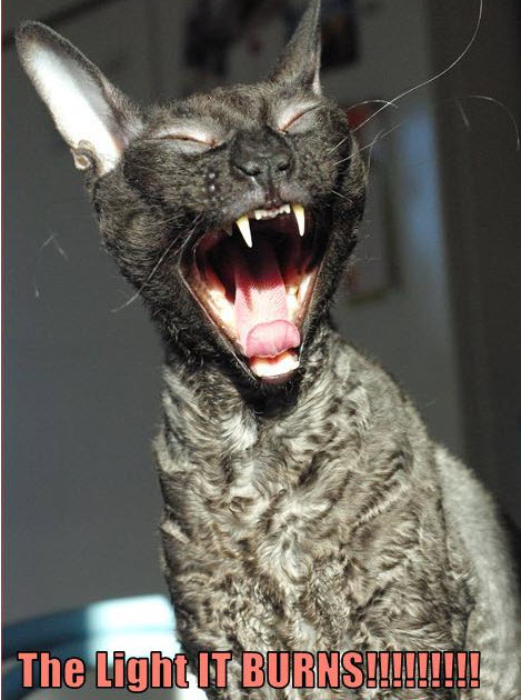 [vampirecat_bits.jpg]