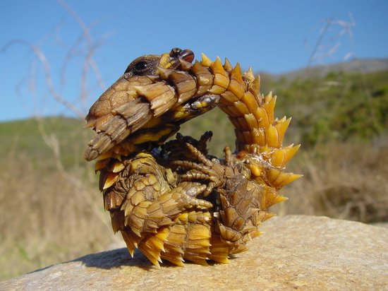 [550armadillolizard.JPG]