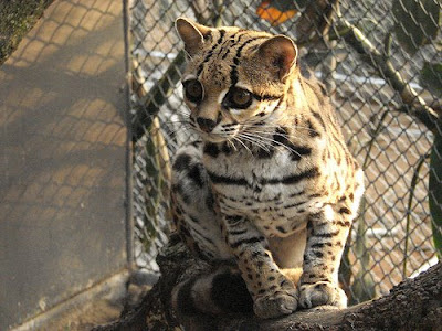Wild Cats Breeds Az Wild Cats Breeds Az