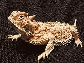 Horned Toad