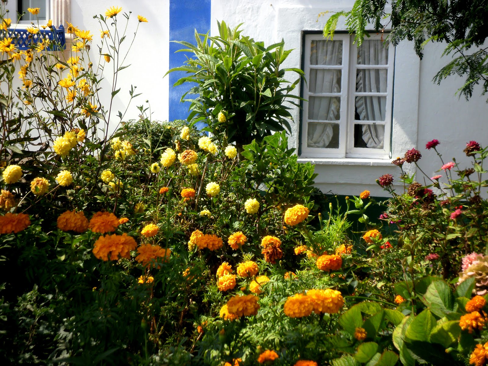 flores jardim de verao:Jardim Suspenso: Um Jardim Português flores jardim de verao:Jardim Suspenso: Um Jardim Português