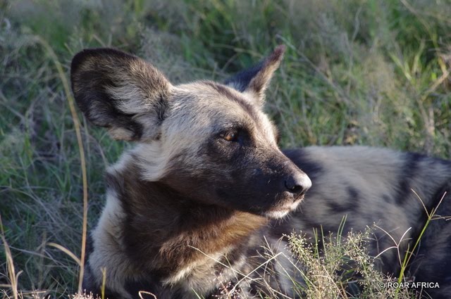 ROAR AFRICA Tails: The Wild Dog and Jackal Family!