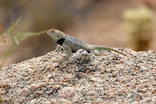 Critter shot of a yellow-backed spiny lizard Critter shot of a yellow-backed spiny lizard