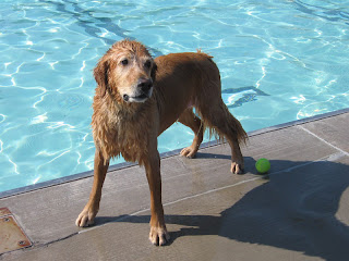 Charlie at the Lincoln Park pool in Grand Junction for Dog Daze in September 2007 Charlie at the Lincoln Park pool in Grand Junction for Dog Daze in September 2007