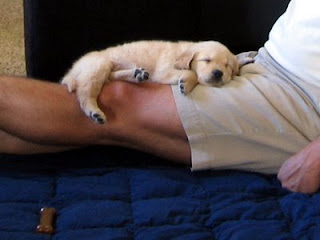 Scout snoozing on my lap Scout snoozing on my lap