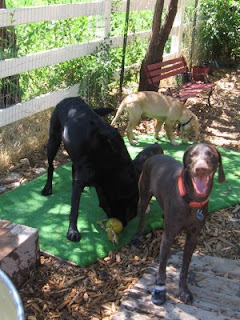 Romping dogs at the Animal Nanny Romping dogs at the Animal Nanny
