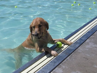 Scout resting poolside at the 2010 Dog Days event in Grand Junction Scout resting poolside at the 2010 Dog Days event in Grand Junction