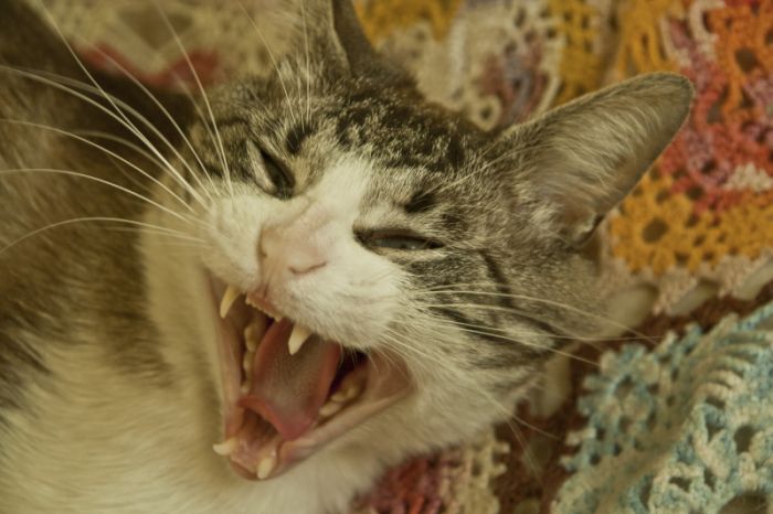 IMAGE: http://4.bp.blogspot.com/_9JhotA4ax-4/TCT03vSnghI/AAAAAAAAATY/GRZXcbzkB5A/s1600/tishu+2.jpg