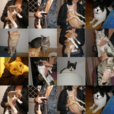 juego de imagenes  :S Collage+gatos+rescatados