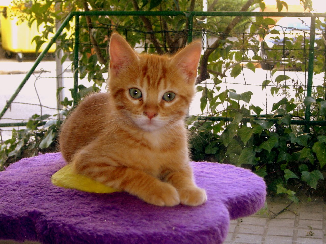 Global Defensa Gats GATITOS EN ADOPCION BARCELONA, ADOPTADOS!!!