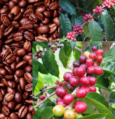 coffee bean cherries coffee bean cherries