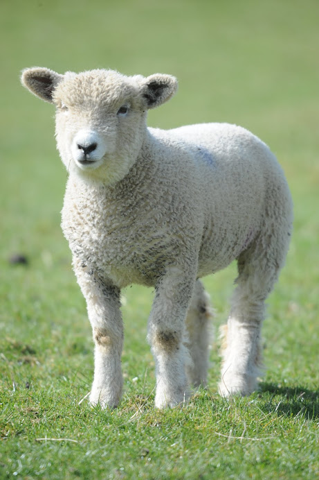 2010 ewe lamb by Broomwell Johnny Depp