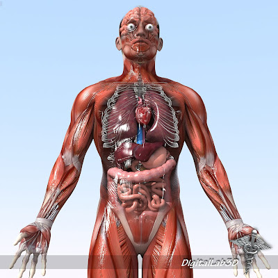 DigitalLab3d: Human Male and Female Anatomy