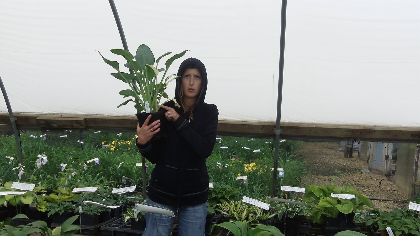 Cheesehead Gardening Garden Road Trip Flower Factory & Stonewall Nursery