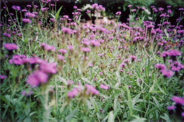 [lca+flowers.jpg]