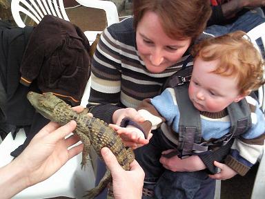 [Tom-Alligator2.JPG]