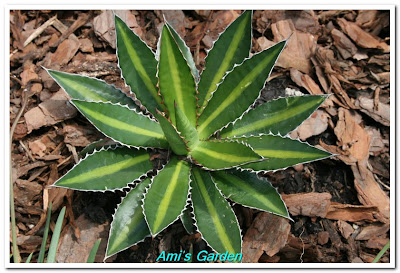 Southeast Florida Garden Evolvement: A New Look for My Garden Corner