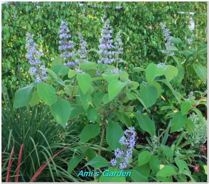 southeast florida garden evolvement another fragrant plant in my garden tropical lilac southeast florida garden evolvement another fragrant plant in my garden tropical lilac